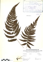 藏品(細葉金星蕨)的圖片